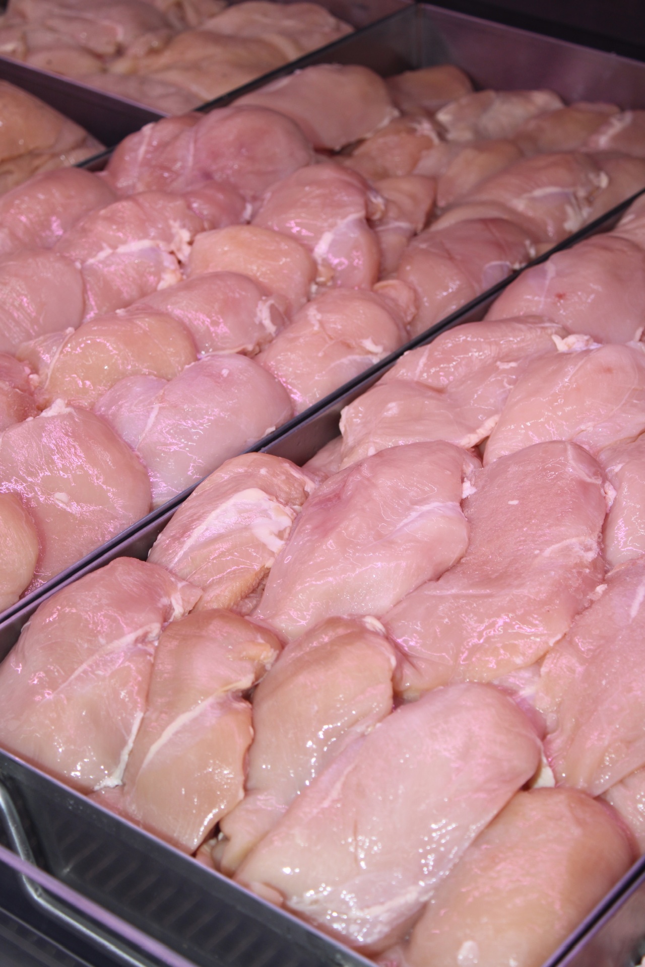 Pollo